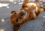 México reconhece cachorro caramelo como raça mexicana e brasileiros reagem