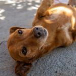 México reconhece cachorro caramelo como raça mexicana e brasileiros reagem