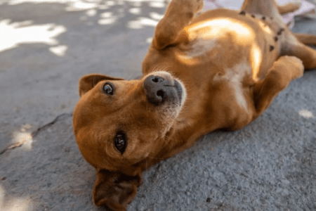 Cachorro caramelo foi reconhecido pelo México