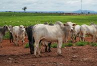 Pecuária de MT deve movimentar R$ 42,1 bilhões em 2026 e bater recorde de abates