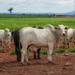Pecuária de MT deve movimentar R$ 42,1 bilhões em 2026 e bater recorde de abates