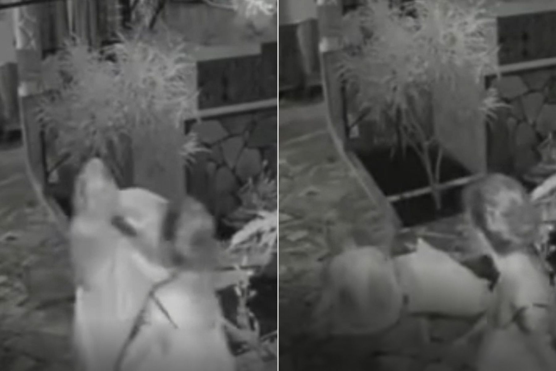 Vídeo: mulher empurra idosa em pousada no Distrito Federal