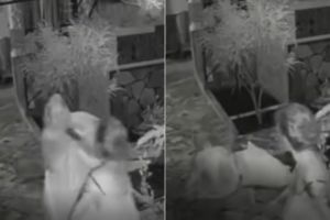 Vídeo: mulher empurra idosa em pousada no Distrito Federal