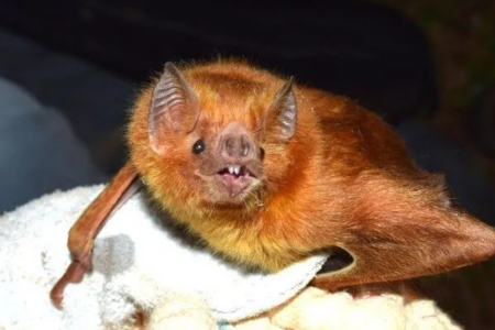 Caso foi confirmado em Betim, na Grande BH