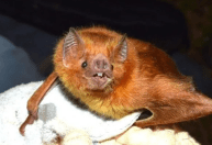 Cidade da Grande BH confirma caso de raiva animal em morcego encontrado morto