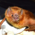 Cidade da Grande BH confirma caso de raiva animal em morcego encontrado morto