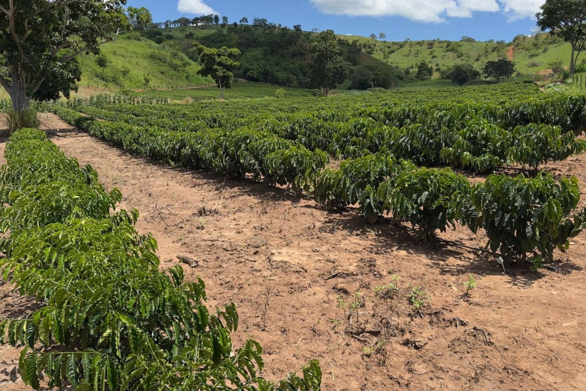 Alerta de El Niño e crise de custos ameaçam próxima safra de grãos e café em MG