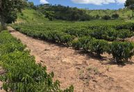 Café conilon ganha força em Minas Gerais impulsionado pela indústria de solúvel