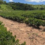 Café conilon ganha força em Minas Gerais impulsionado pela indústria de solúvel