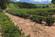 Alerta de El Niño e crise de custos ameaçam próxima safra de grãos e café em MG