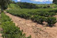 Alerta de El Niño e crise de custos ameaçam próxima safra de grãos e café em MG