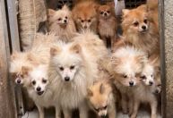 BH: 26 cães lulu da Pomerânia são resgatados na Região Leste