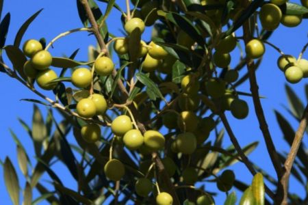 'Ouro Verde': RS inicia colheita com expectativa de recorde de azeite em 2026