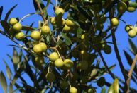 'Ouro Verde': RS inicia colheita com expectativa de recorde de azeite em 2026