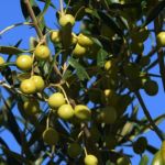 'Ouro Verde': RS inicia colheita com expectativa de recorde de azeite em 2026