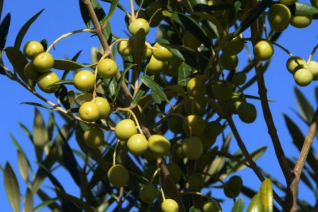 'Ouro Verde': RS inicia colheita com expectativa de recorde de azeite em 2026