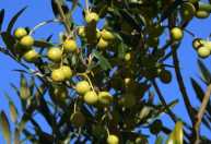'Ouro Verde': RS inicia colheita com expectativa de recorde de azeite em 2026