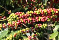 Ciência no campo: tecnologia fez o agro superar a mineração pela 2ª vez em MG