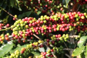Ciência no campo: tecnologia fez o agro superar a mineração pela 2ª vez em MG