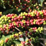 Ciência no campo: tecnologia fez o agro superar a mineração pela 2ª vez em MG