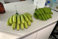 Banana Clarinha: variedade descoberta em Santa Catarina ganha registro oficial