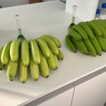 Banana Clarinha: variedade descoberta em Santa Catarina ganha registro oficial