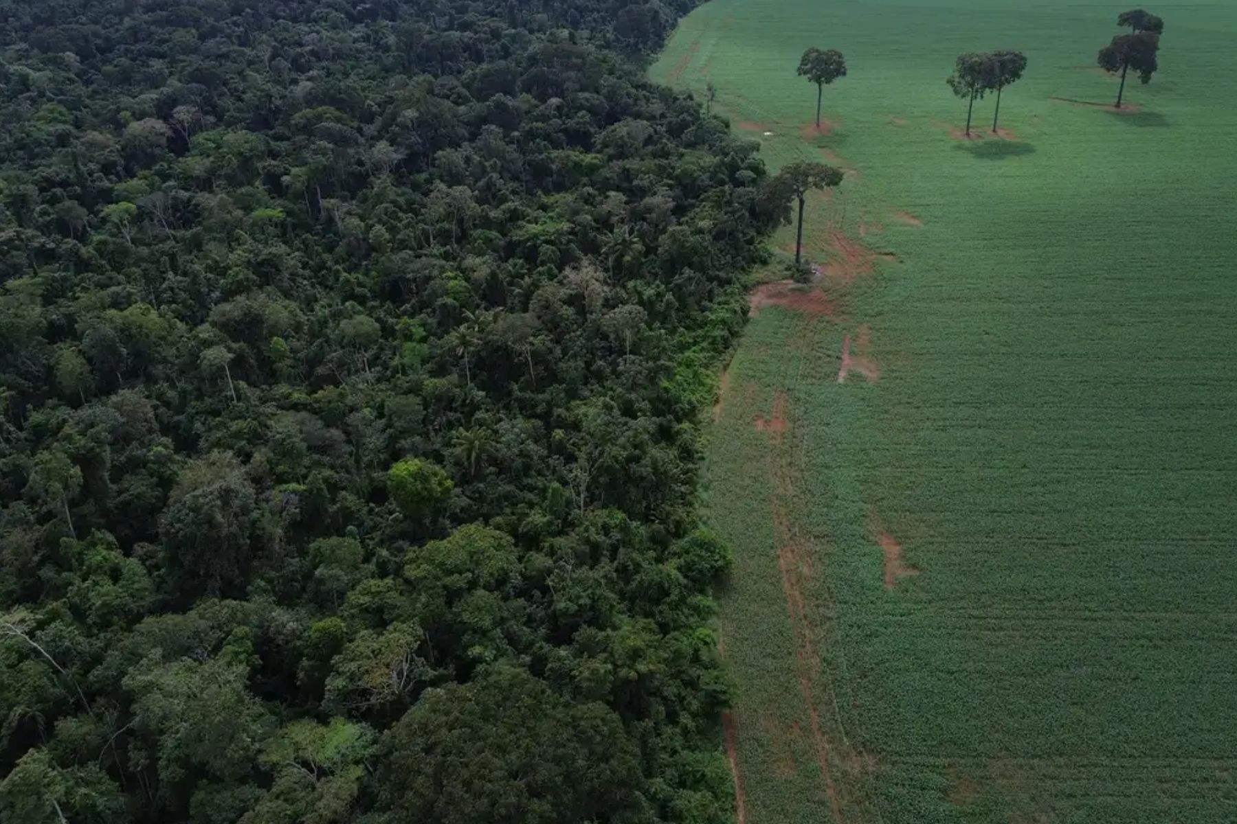 Fundo Amazônia quadruplica ritmo anual de aprovações desde 2023