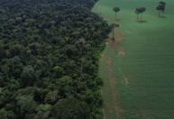 Como as mudanças climáticas transformam a Amazônia e o ciclo seca-fogo-degradação