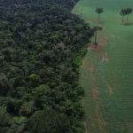 Como as mudanças climáticas transformam a Amazônia e o ciclo seca-fogo-degradação