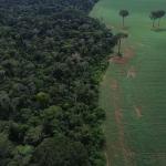 Fundo Amazônia quadruplica ritmo anual de aprovações desde 2023