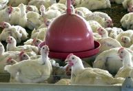 Dor em em galos e galinhas afeta pintinhos, aponta estudo da USP