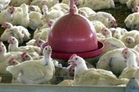 Dor em em galos e galinhas afeta pintinhos, aponta estudo da USP