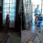 Astronauta faz registro emocionante de reencontro com cão após Artemis II