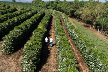 Café mineiro conquista Europa e EUA com apoio de R$ 1,6 bilhão do BDMG