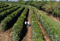 Café mineiro sustentável conquista Europa e EUA com apoio de R$ 1,6 bilhão do BDMG