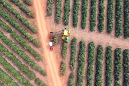 Bom Jardim Estate Coffee • Bom Jardim Estate Coffee/Divulgação