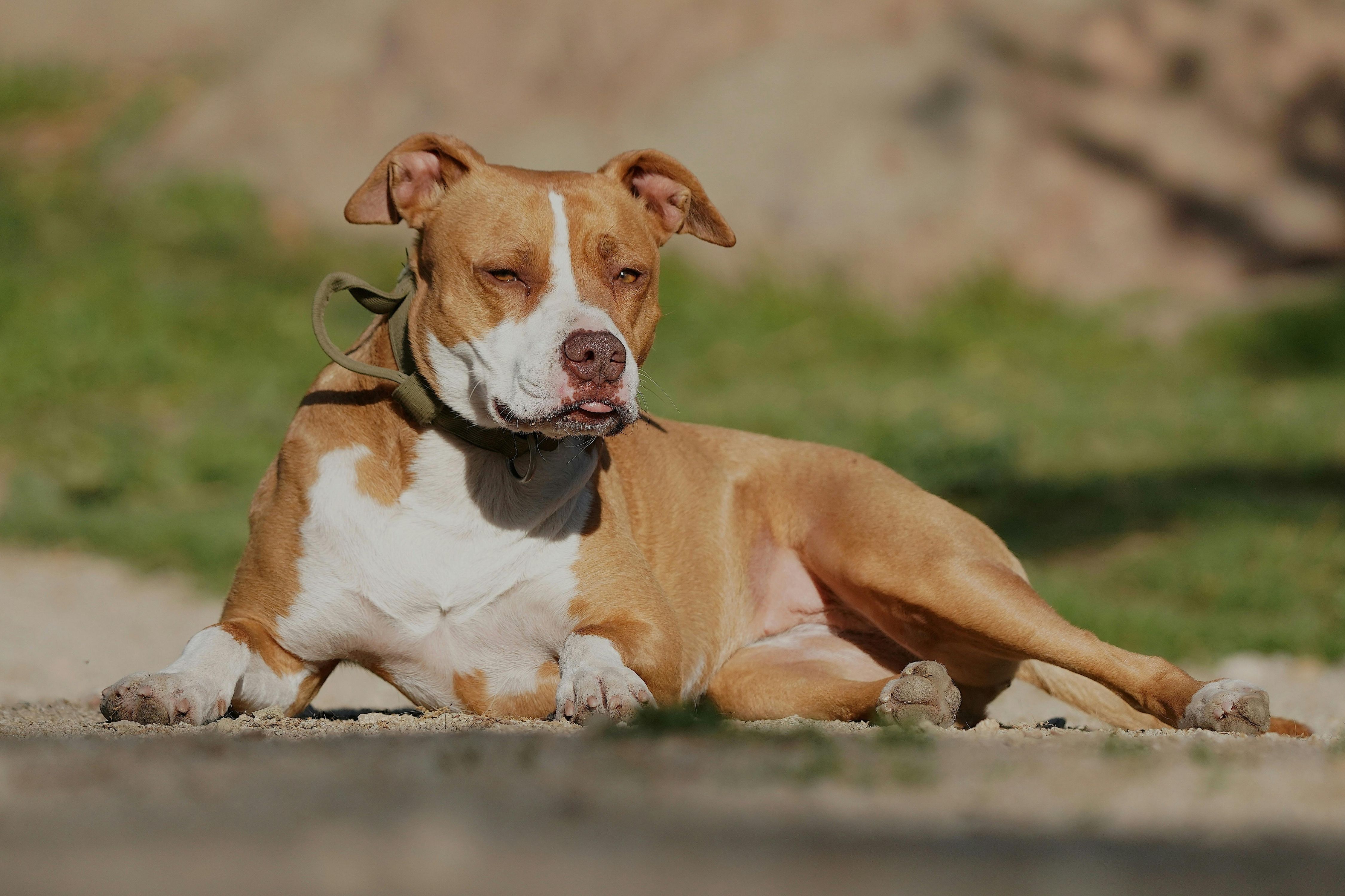 Guarda Civil mata pitbull após ser atacado pelo cão durante abordagem em BH