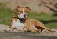 Guarda Civil mata pitbull após ser atacado pelo cão durante abordagem em BH