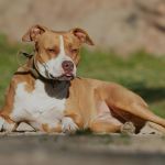 Guarda Civil mata pitbull após ser atacado pelo cão durante abordagem em BH