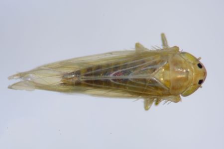 • Charles Oliveira/ Embrapa