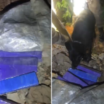 Mulher suspeita de tráfico de drogas é presa com barras de maconha em MG