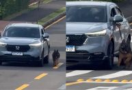 Idoso é indiciado por maus-tratos ao dirigir com cachorro preso para fora do carro; veja