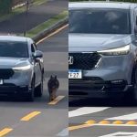 Idoso é indiciado por maus-tratos ao dirigir com cachorro preso para fora do carro; veja