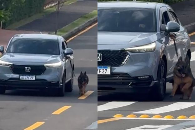 Idoso é indiciado por maus-tratos ao dirigir com cachorro preso para fora do carro; veja