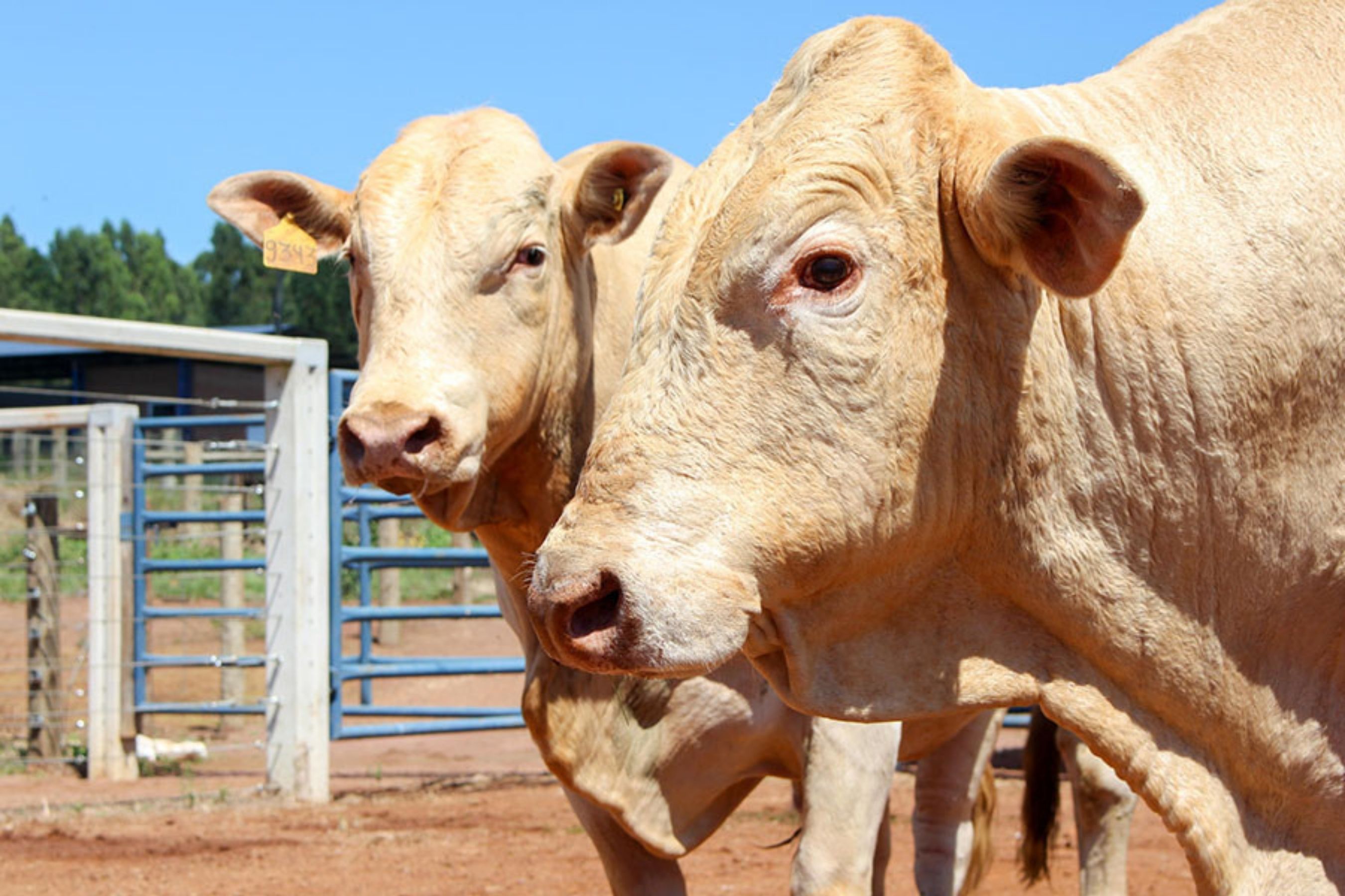 Selo Canchim on Dairy: tecnologia transforma bezerros de leite em carne premium