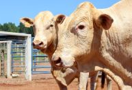 Selo Canchim on Dairy: tecnologia transforma bezerros de leite em carne premium