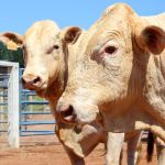 Selo Canchim on Dairy: tecnologia transforma bezerros de leite em carne premium