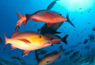 Brasil atualiza lista de peixes ameaçados de extinção após uma década