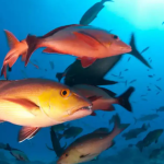 Brasil atualiza lista de peixes ameaçados de extinção após uma década