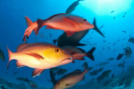 Brasil atualiza lista de peixes ameaçados de extinção após uma década